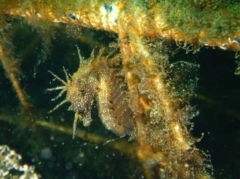 Los “apartamentos submarinos” del Puerto de Vigo ya tienen inquilinos: aparecen los primeros caballitos de mar