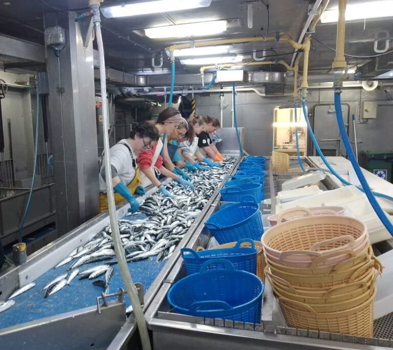 Vigo se convierte en epicentro científico con dos grandes campañas para estudiar la sardina y el ecosistema marino