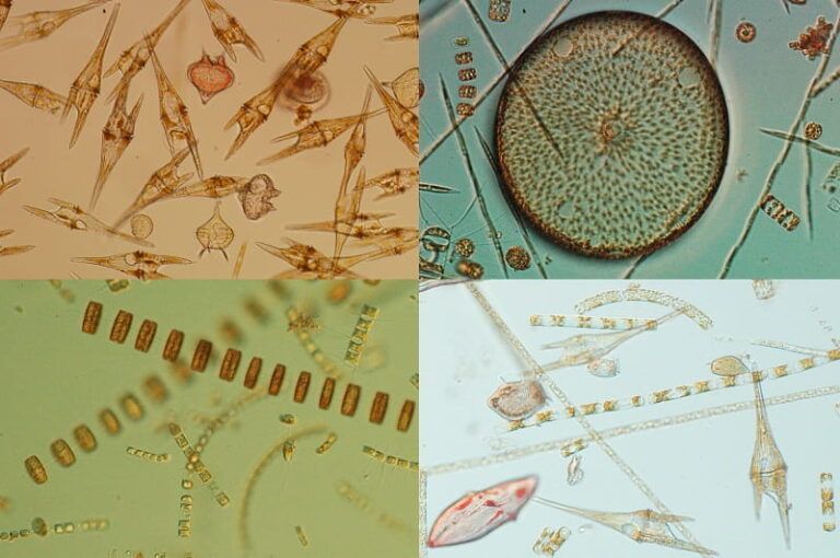 Un nuevo modelo científico revela cómo evoluciona el fitoplancton en las Rías Baixas
