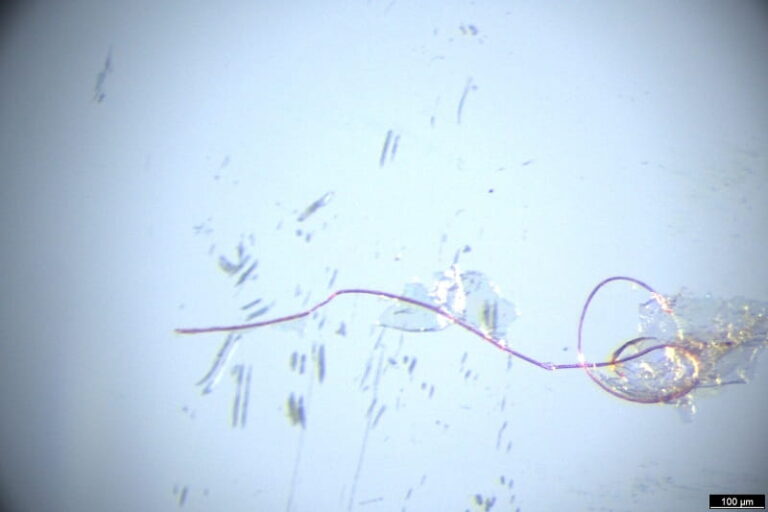 Microplásticos invisibles en tu plato: un estudio alerta de la presencia masiva de microfibras en mariscos