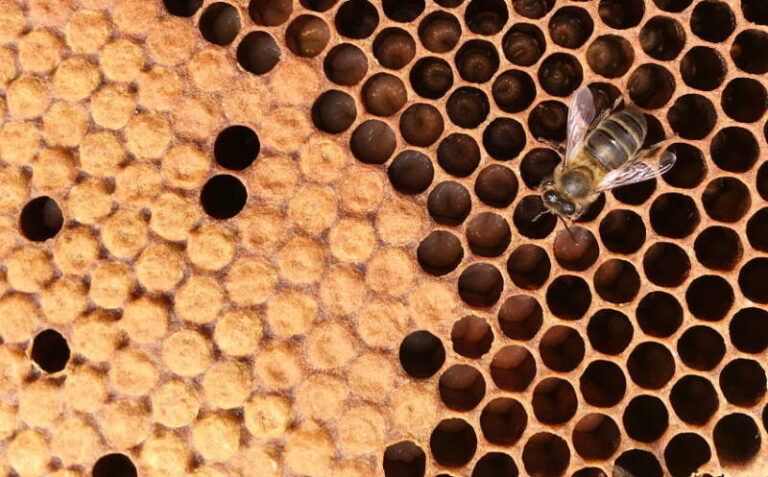 La Sede Afundación de Vigo acoge la muestra «Abellas. O zunido que sostén a vida»