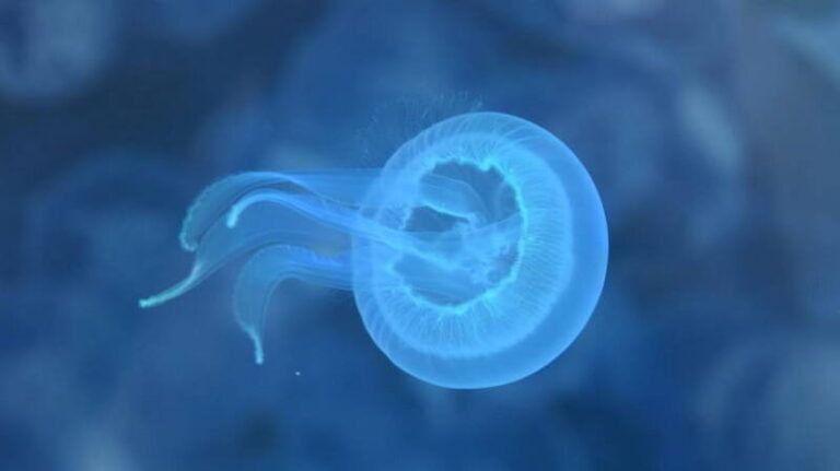 Un equipo del CIM-UVigo logra por primera vez en el mundo criopreservar con éxito larvas de medusa