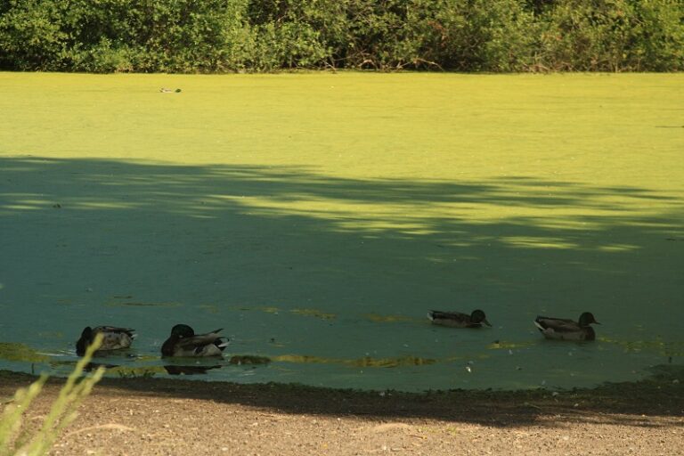 Un estudio del IEO revela qué estaba detrás de la muerte masiva de ánades en una laguna de Cangas