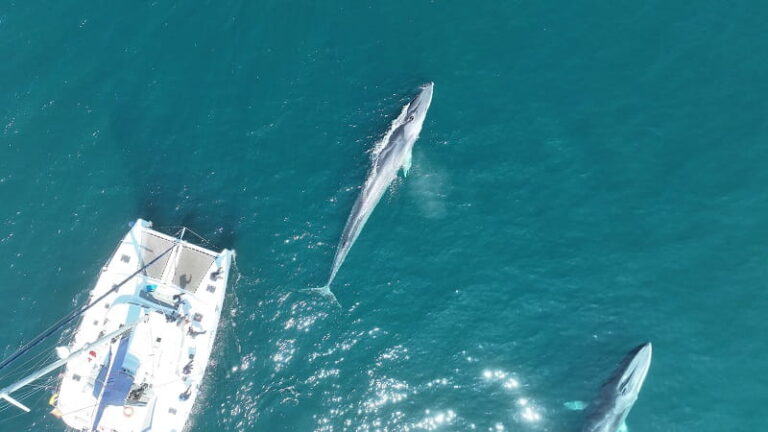 Las ballenas vuelven a Galicia: los científicos preparan una nueva expedición para seguir a los gigantes del Atlántico