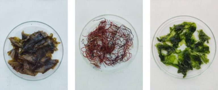 Un proyecto internacional liderado por el CSIC avanza en el uso de algas marinas como alimento sostenible