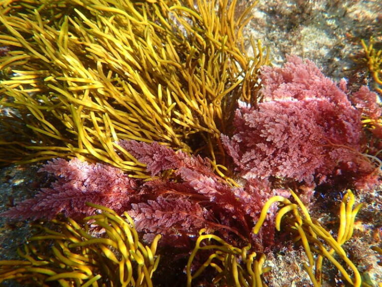 Detectada por primera vez en las costas de Galicia la macroalga invasora tropical Asparagopsis taxiformis  