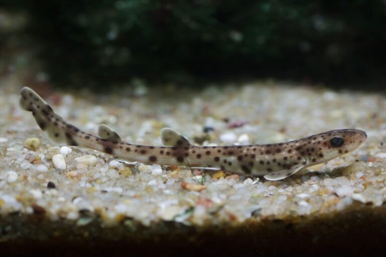 Vigo mira al mar para medir la contaminación: detectan microplásticos en el 85% de las pintarrojas analizadas