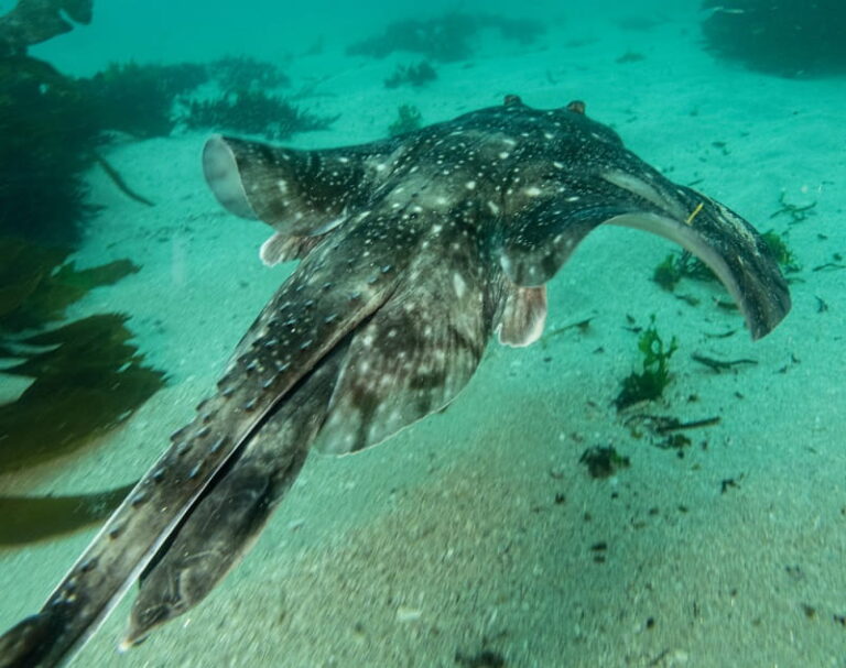 Vigo reunirá a investigadores de todo el mundo tras culminar un proyecto europeo que cambia la gestión de las áreas marinas protegidas