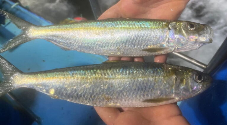 Investigadores de Vigo descubren dos especies tropicales en aguas gallegas: una podría amenazar a la sardina