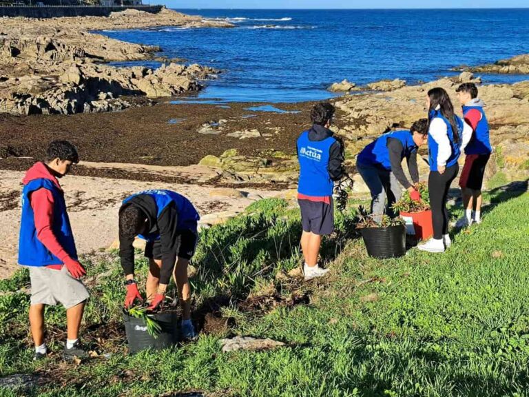 Casi tres toneladas de una planta invasora desaparecen del entorno del Parador de Baiona